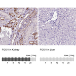 FOXI1 Antibody in Immunohistochemistry (Paraffin) (IHC (P))