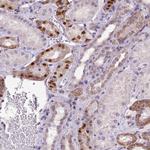 FOXI1 Antibody in Immunohistochemistry (Paraffin) (IHC (P))