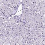 FOXI1 Antibody in Immunohistochemistry (Paraffin) (IHC (P))