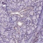 FOXI1 Antibody in Immunohistochemistry (Paraffin) (IHC (P))