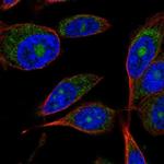 ARL9 Polyclonal Antibody