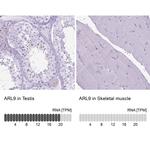 ARL9 Antibody