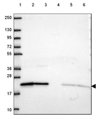 ARL1 Antibody in Western Blot (WB)