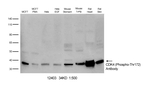 Phospho-CDK4 (Thr172) Polyclonal Antibody