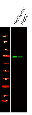 Phospho-PAK4/6/7 (Ser474) Polyclonal Antibody