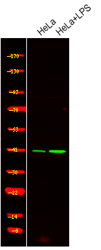 Phospho-c-Jun (Ser249) Antibody in Western Blot (WB)