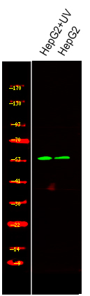 Phospho-SMAD2 (Ser245) Antibody in Western Blot (WB)