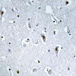 Phospho-HMGN2 (Ser29) Polyclonal Antibody