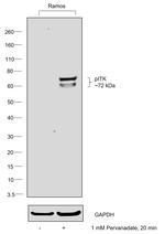 Phospho-ITK (Tyr512) Antibody in Western Blot (WB)