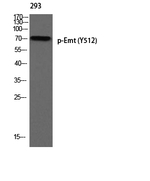 Phospho-ITK (Tyr512) Antibody in Western Blot (WB)