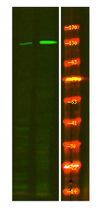 Phospho-eNOS (Ser114) Antibody in Western Blot (WB)
