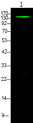Phospho-eNOS (Ser633) Polyclonal Antibody