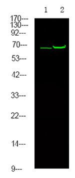 Phospho-Estrogen Receptor alpha (Thr311) Polyclonal Antibody