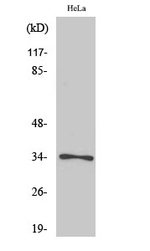 Phospho-CDK1 (Thr161) Antibody in Western Blot (WB)