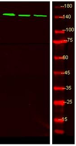 Phospho-LATS1/LATS2 (Ser909, Ser872) Antibody in Western Blot (WB)