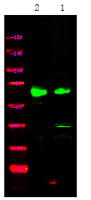 Phospho-MEKK2 (Ser520) Antibody in Western Blot (WB)