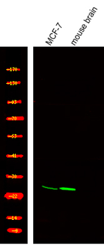 Phospho-TRF2 (Thr188) Polyclonal Antibody