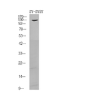 Phospho-FGFR1/FGFR2 (Tyr730, Tyr733) Polyclonal Antibody