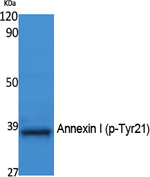 Phospho-Annexin A1 (Tyr21) Antibody in Western Blot (WB)