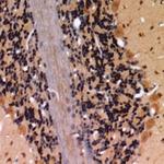 Phospho-Claudin 4 (Tyr208) Polyclonal Antibody