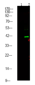 Phospho-CtBP1/CtBP2 (Ser158, Ser164) Polyclonal Antibody
