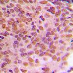 Phospho-Cyclin B1 (Ser128) Polyclonal Antibody