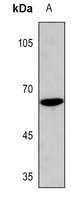 Phospho-Cyclin B1 (Ser128) Antibody in Western Blot (WB)