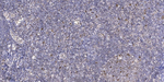 Phospho-JDP2 (Thr148) Antibody in Immunohistochemistry (Paraffin) (IHC (P))