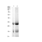 Phospho-NTAL (Tyr136) Polyclonal Antibody