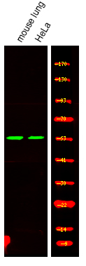 Phospho-MAZ (Thr72) Polyclonal Antibody