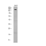 Phospho-NFATC1 (Ser172) Polyclonal Antibody