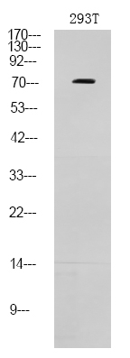 Phospho-p73 (Thr86) Antibody in Western Blot (WB)