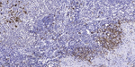 Phospho-VHL (Ser68) Polyclonal Antibody