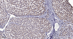 Phospho-LRP6 (Thr1479) Polyclonal Antibody