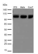 Phospho-HDAC7 (Ser486) Polyclonal Antibody