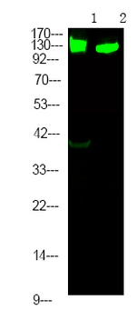 Phospho-p130 (Ser639) Polyclonal Antibody