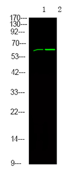 Phospho-SHC (Tyr349, Tyr350) Polyclonal Antibody
