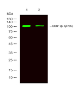 Phospho-MCK10 (Tyr796) Polyclonal Antibody