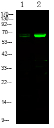 Phospho-EphA1 (Tyr781) Polyclonal Antibody