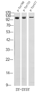 Phospho-FGFR3 (Tyr577) Antibody in Western Blot (WB)