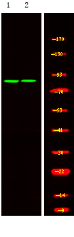 Phospho-MRE11 (Ser676) Antibody in Western Blot (WB)