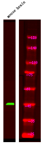 Phospho-GFAP (Ser13) Antibody in Western Blot (WB)