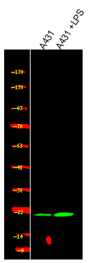 Phospho-HP1 beta (Thr51) Polyclonal Antibody