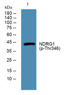 Phospho-NDRG1 (Thr346) Polyclonal Antibody
