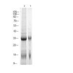 Phospho-NPM1 (Ser70) Polyclonal Antibody