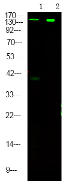Phospho-Raptor (Ser863) Polyclonal Antibody