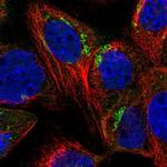 SYAP1 Polyclonal Antibody