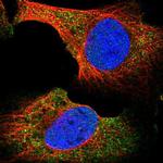 BHLHB9 Polyclonal Antibody