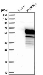 KHDRBS3 Antibody in Western Blot (WB)
