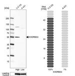 KHDRBS3 Antibody